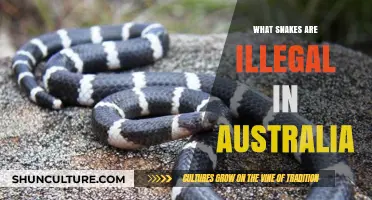 Snakes in Australia: Which Species Are Banned?