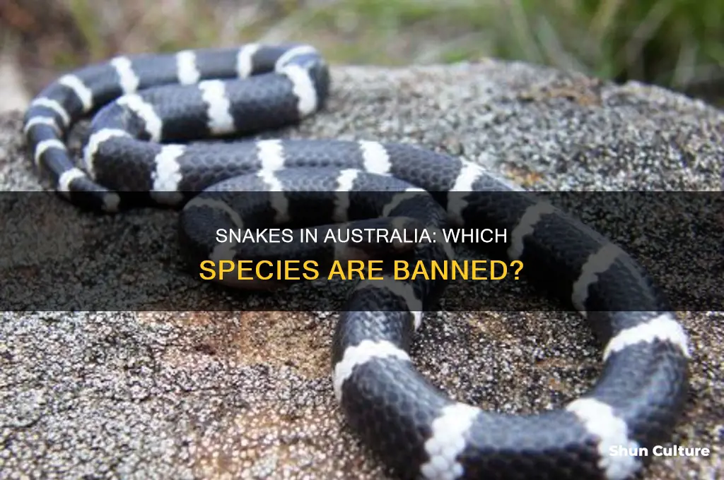 what snakes are illegal in australia