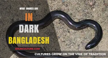Exploring the Slithering Shadows: Snakes of Dark Bangladesh Revealed