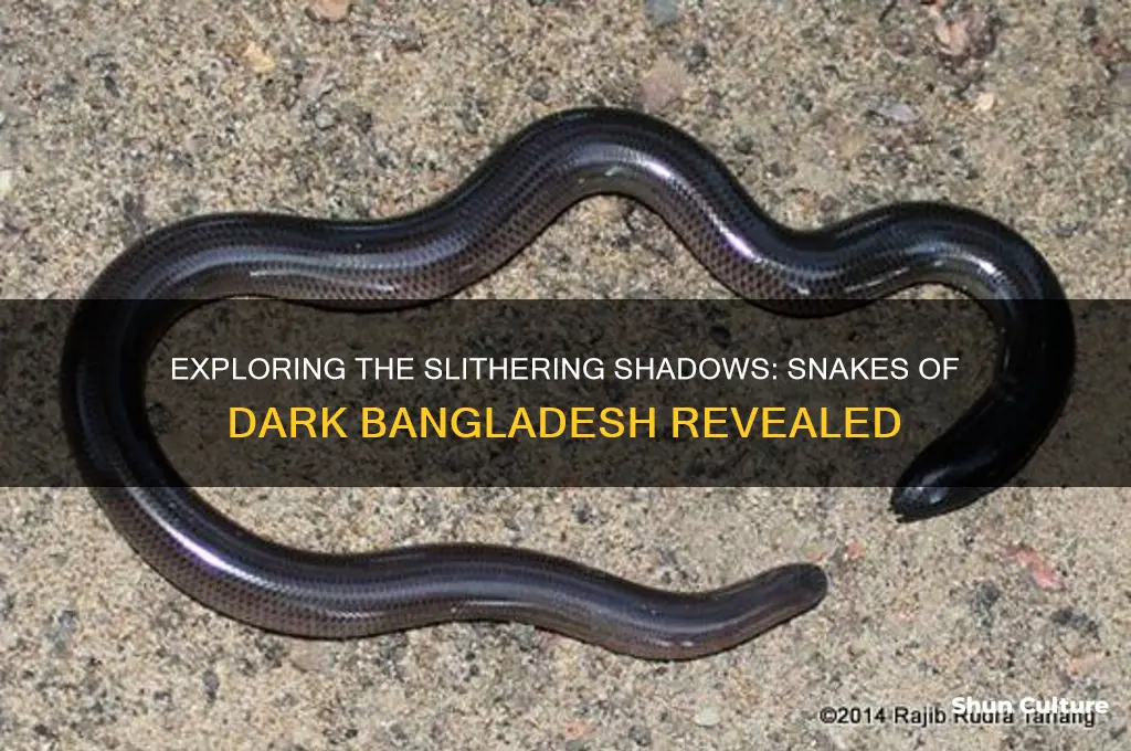 what snakes are in dark bangladesh