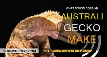 Australian Gecko: The Unique Sound of Nature