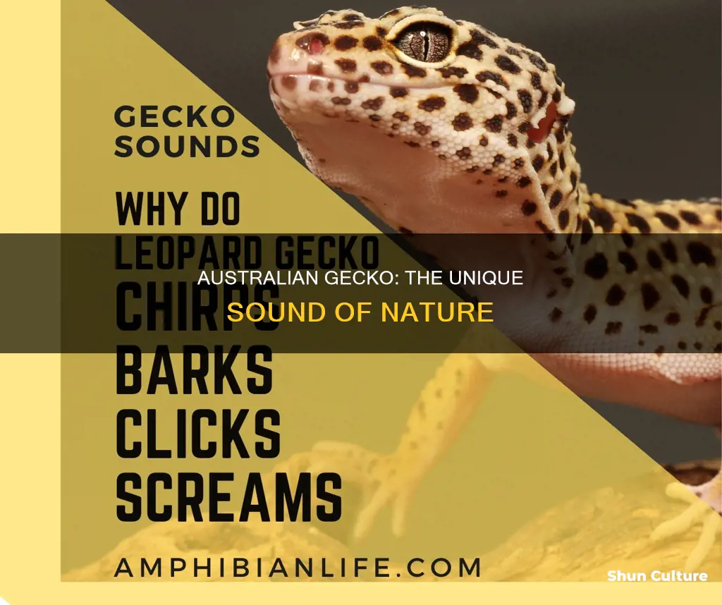 what sound does an australian gecko make