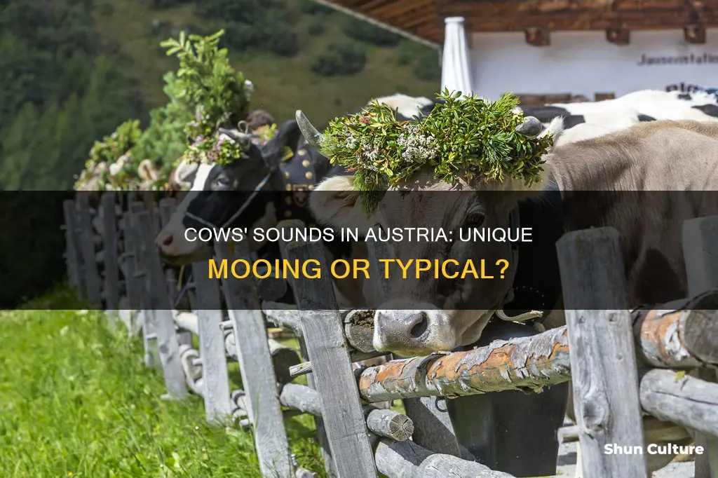 what sounds do cows make in austria