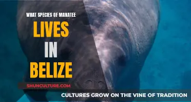 Belize's Manatees: A Species Guide