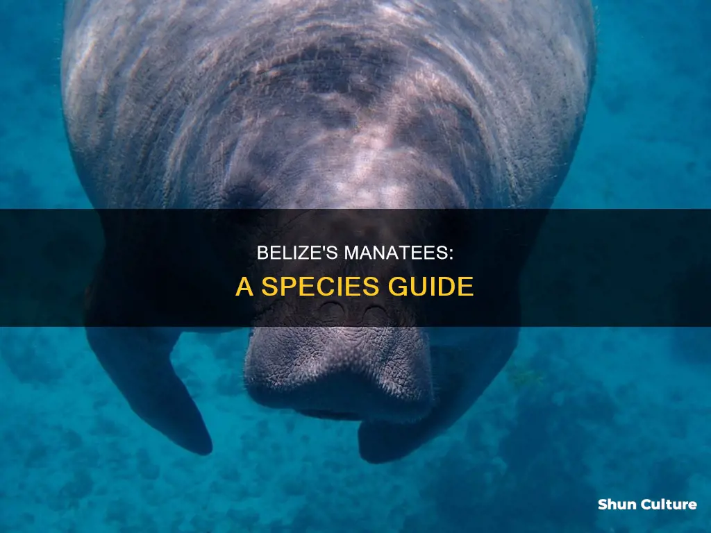 what species of manatee lives in belize
