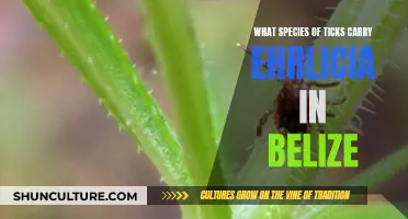 Belize Ticks: Ehrlichia Carriers