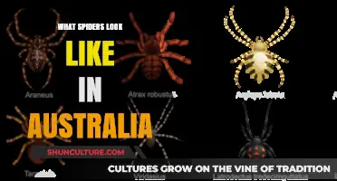 Exploring Australia's Unique Spider Species: Shapes, Colors, and Sizes