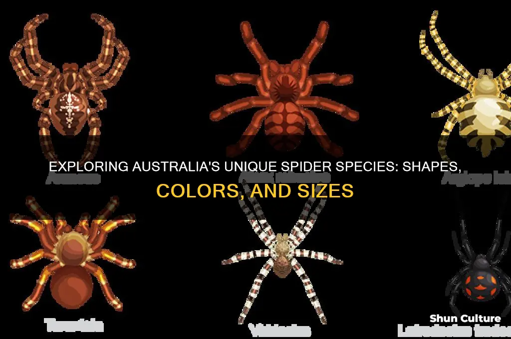 what spiders look like in australia