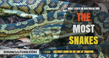 Snake-Filled States: Australia's Reptile Hotspots