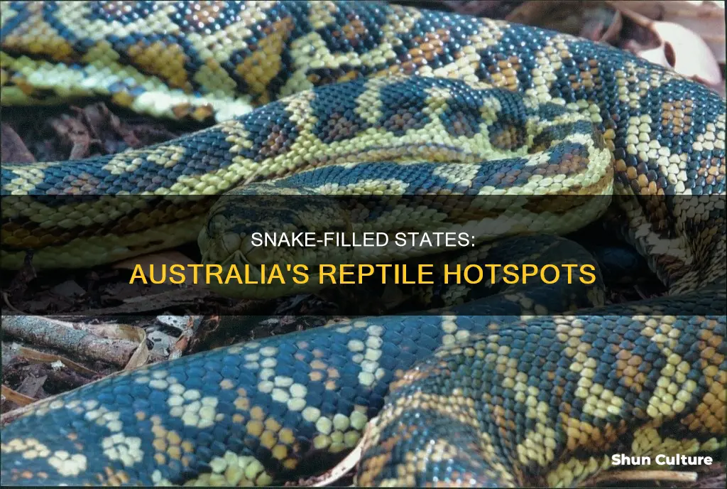 what state in australia has the most snakes