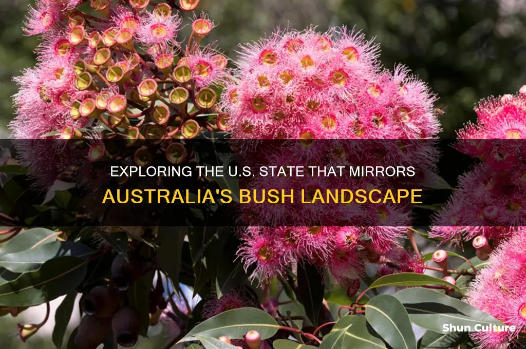 what state is most like the australia bush