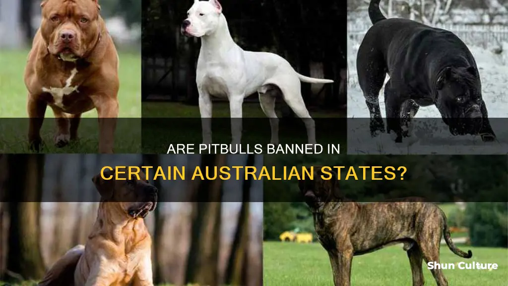 what states are pitbulls banned in australia