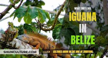 Iguana or 'Bamboo Chicken' in Belize