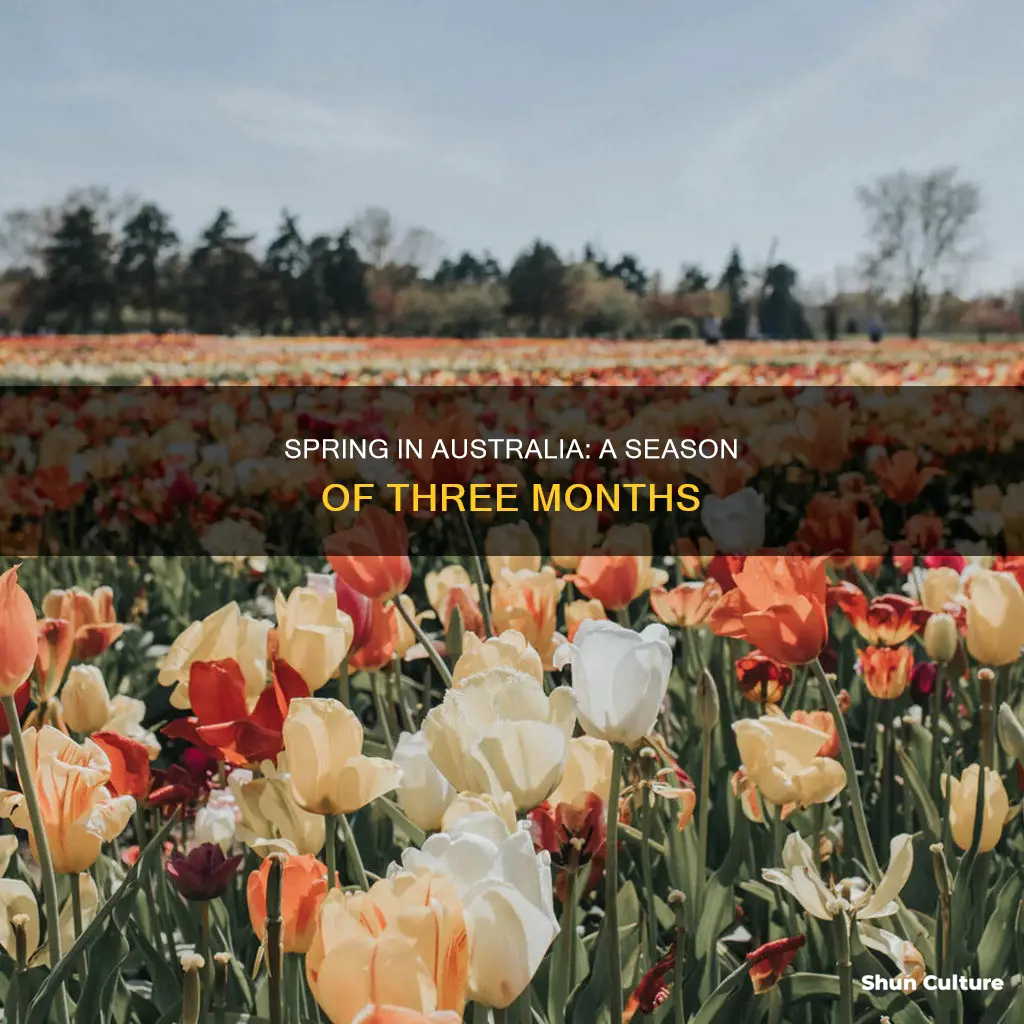 what three months make up spring in australia
