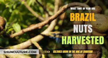 Harvesting Brazil Nuts: Seasonal Timing in the Amazon Rainforest