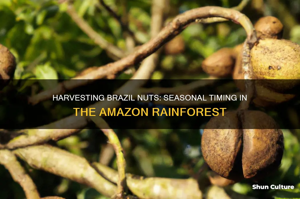what time of year are brazil nuts harvested