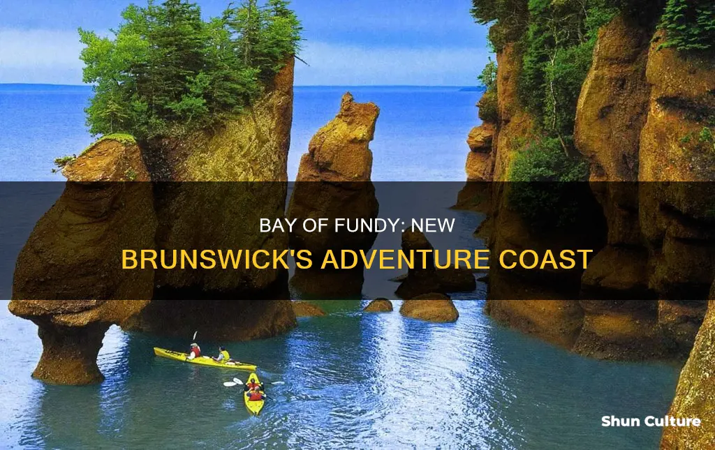 what to do bay of fundy new brunswick