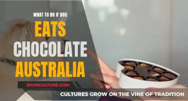 Dealing with Chocolate Poisoning in Dogs: An Australian Guide