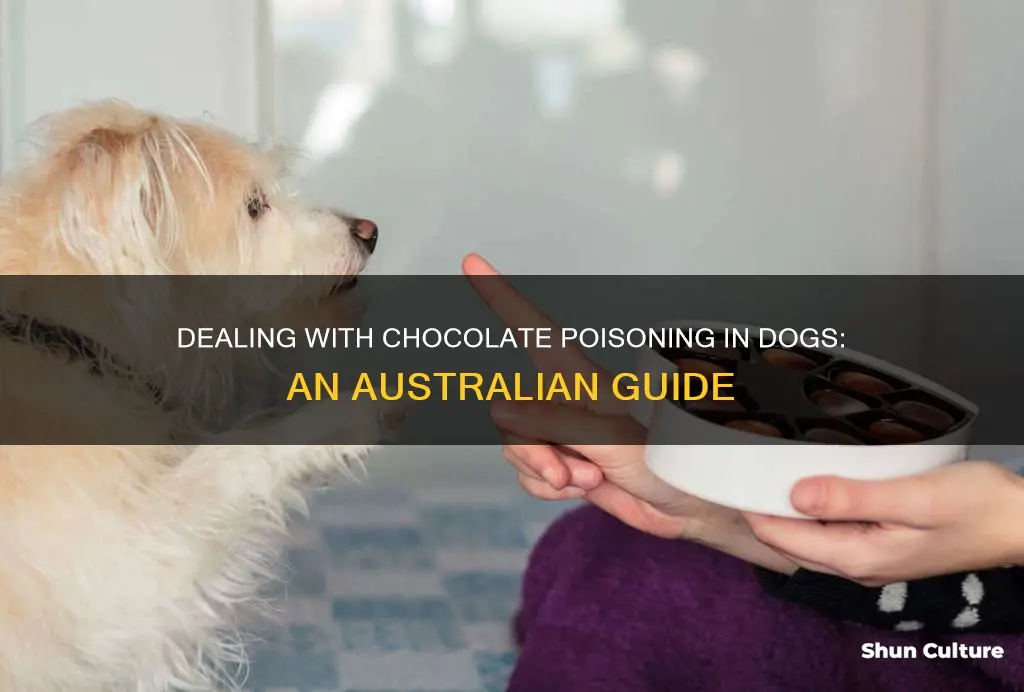 what to do if dog eats chocolate australia
