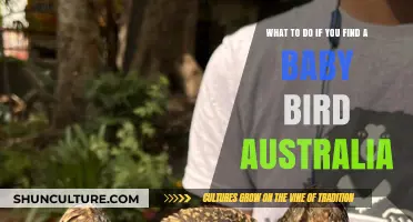 How to Help a Baby Bird in Australia
