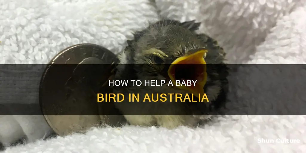 what to do if you find a baby bird australia