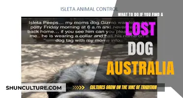 Lost Dog: What to Do and Who to Contact