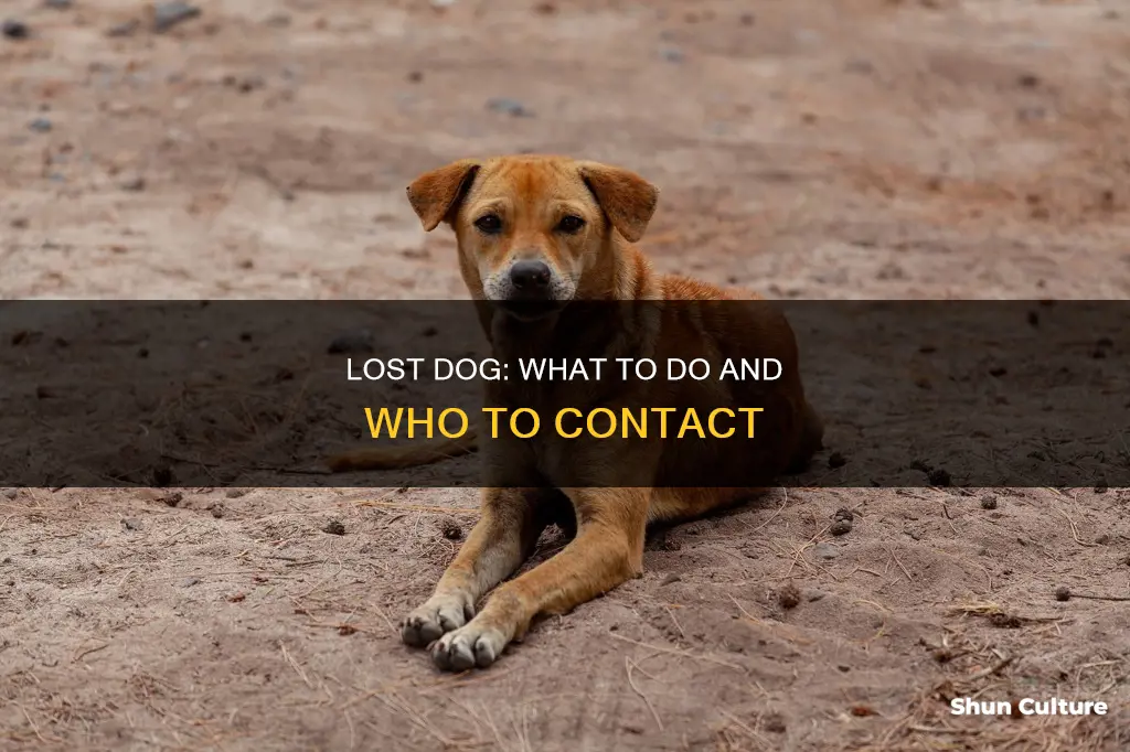 what to do if you find a lost dog australia