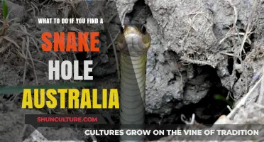 Snake Hole Discovery: Australia Survival Guide