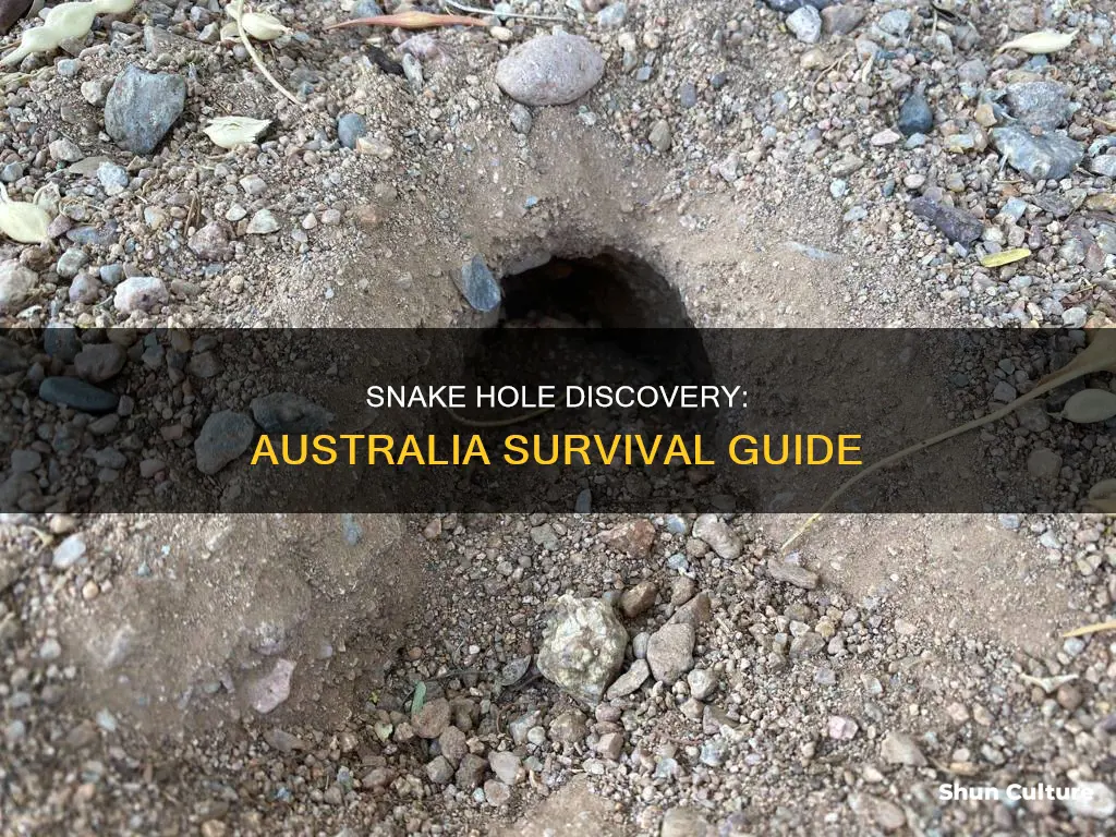 what to do if you find a snake hole australia
