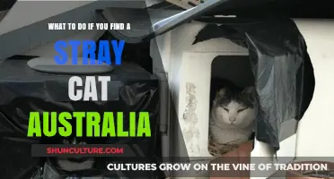 Stray Cat Encounter: What to Do?