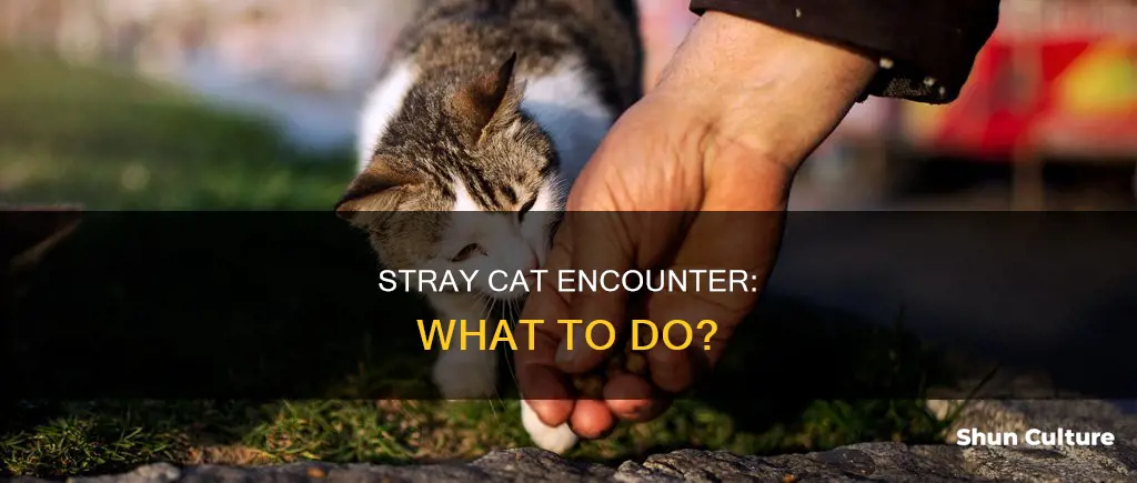 what to do if you find a stray cat australia