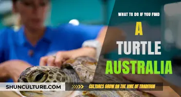 Turtle Rescue: What to Do and How to Help