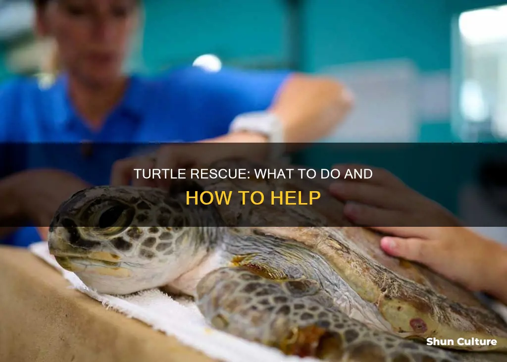 what to do if you find a turtle australia
