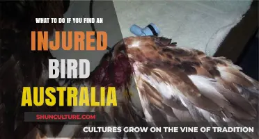 How to Help an Injured Bird in Australia