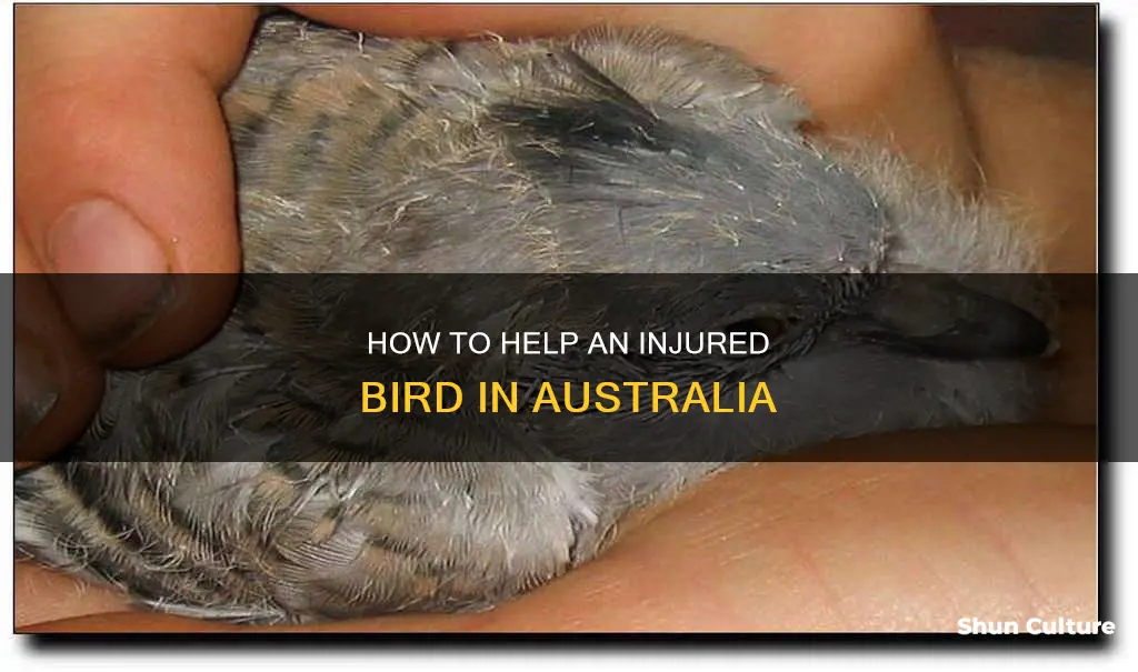 what to do if you find an injured bird australia