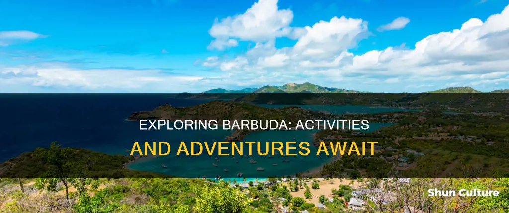 what to do in barbuda