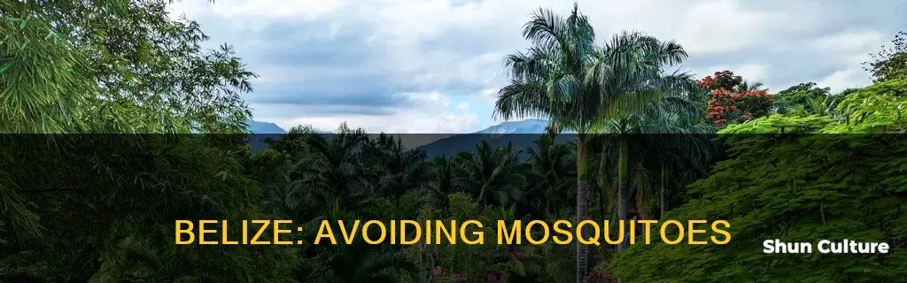 what to do in belize with mosquito