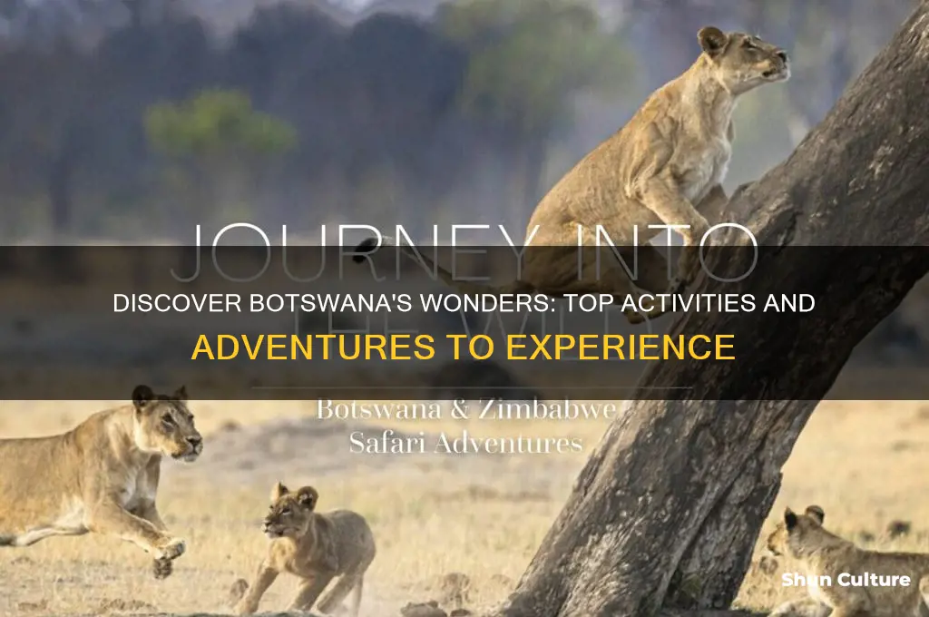 what to do in botswana