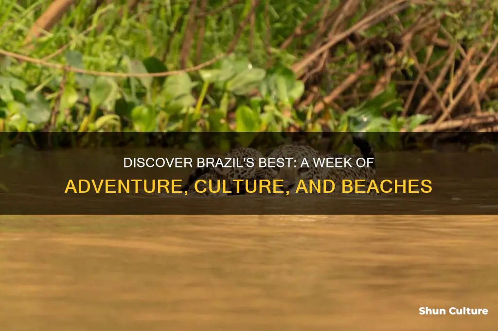 what to do in brazil for a week