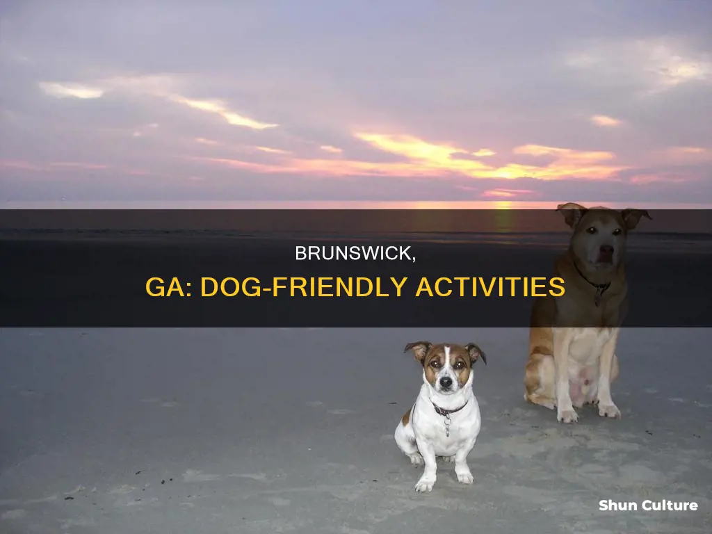 what to do in brunswick ga with dogs