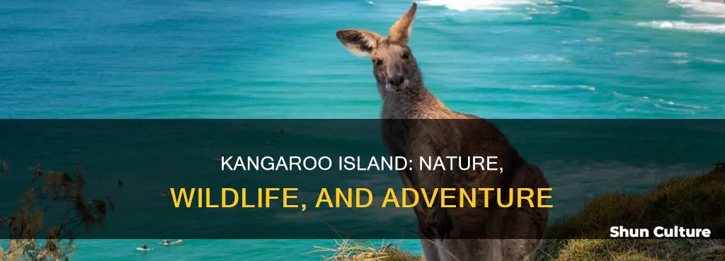 what to do in kangaroo island australia