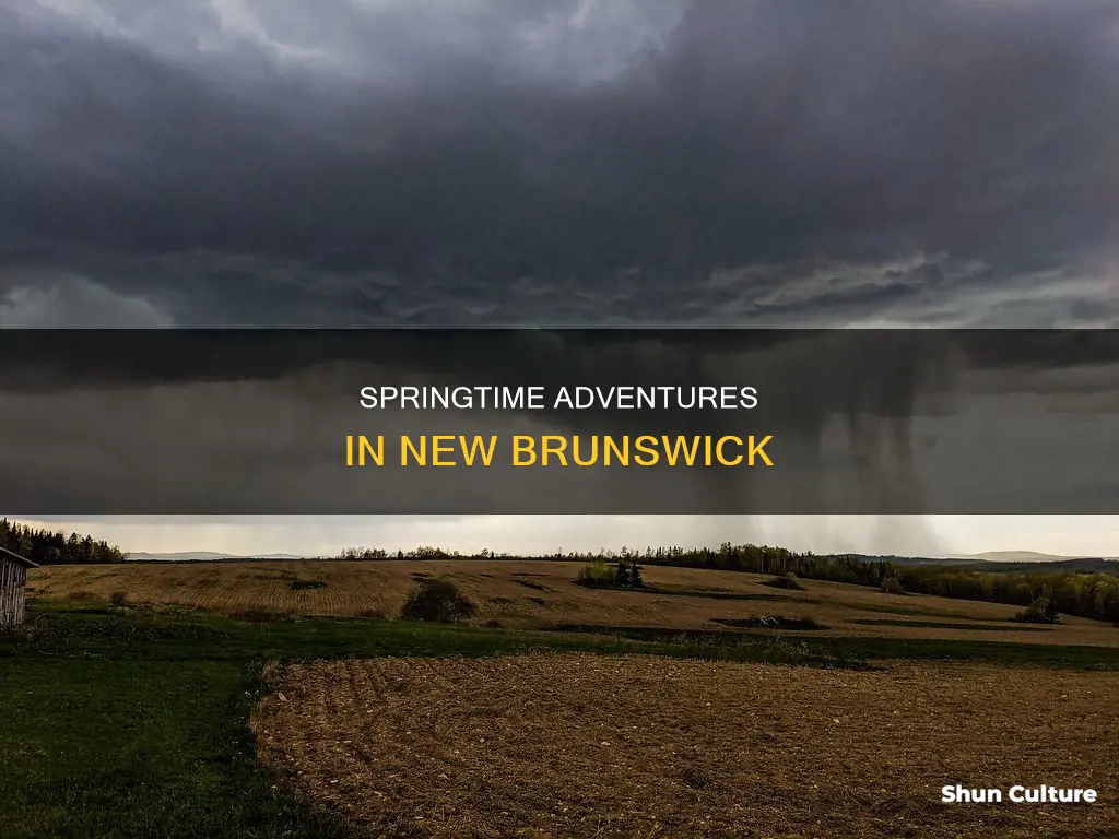 what to do in new brunswick in may