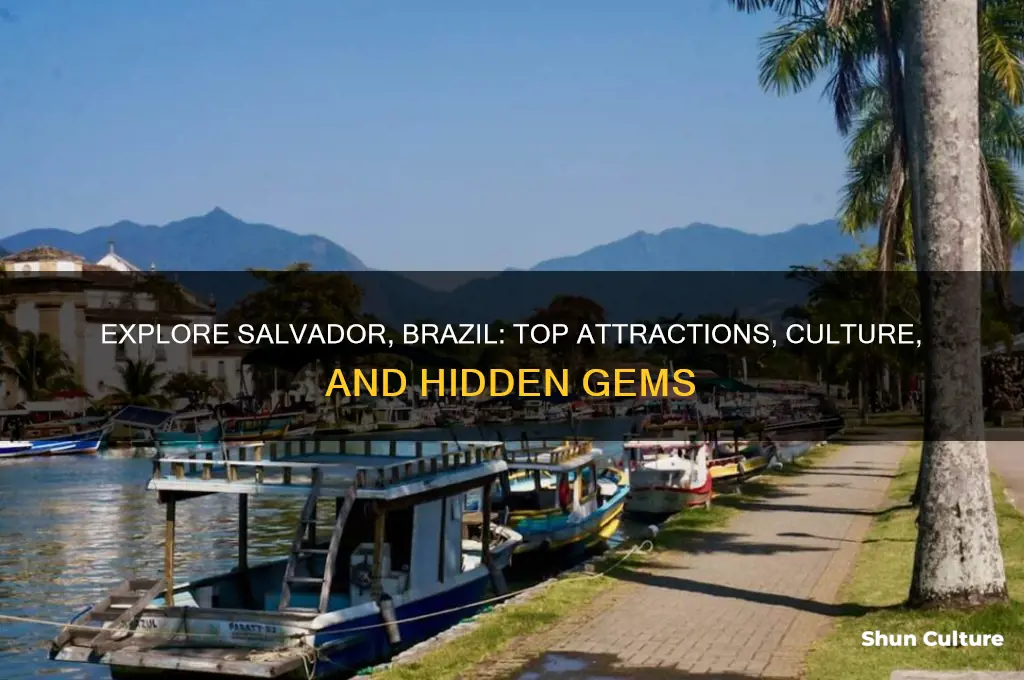 what to do in salvador brazil