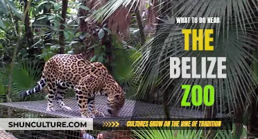 Belize Zoo: Explore Nature's Wildlife