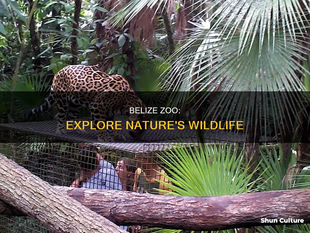 what to do near the belize zoo