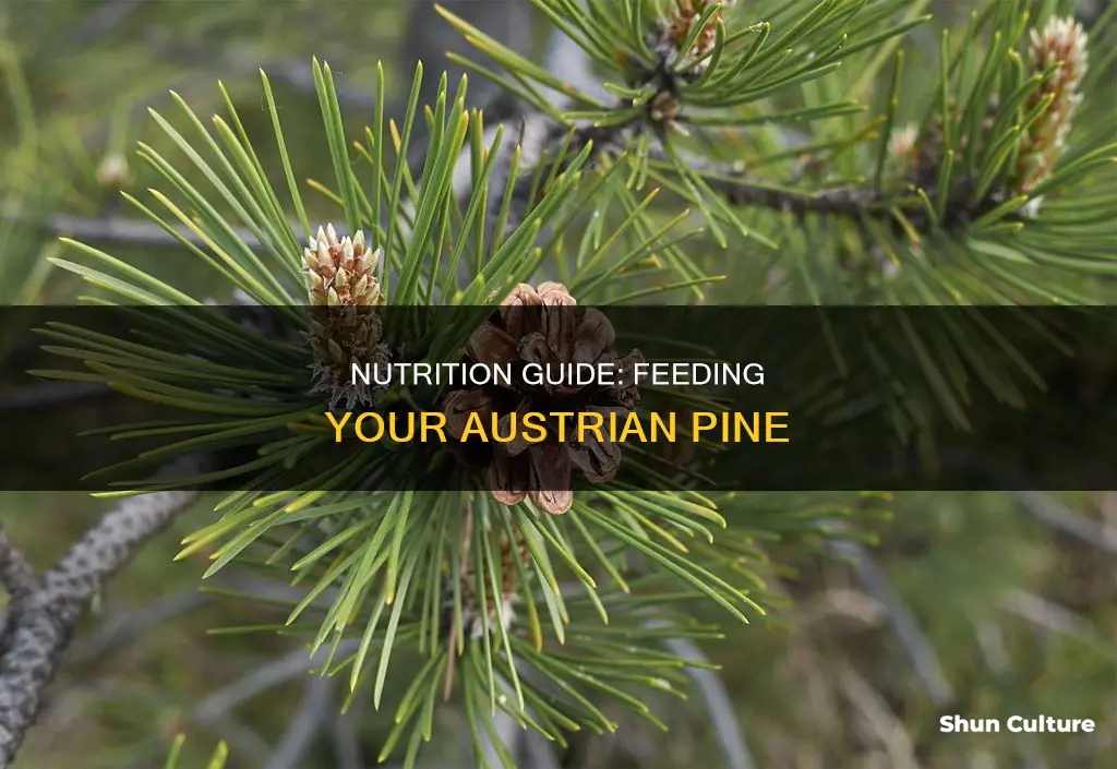 what to feed austrian pine