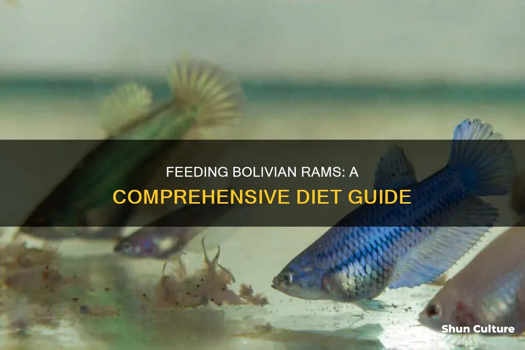 what to feed bolivian rams