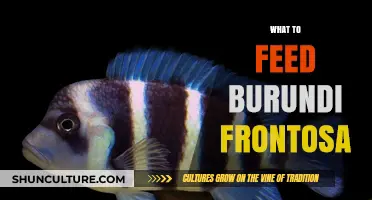 Nutrition Guide: What to Feed Your Burundi Frontosa Cichlid