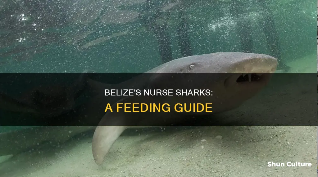 what to feed nurse sharks belize