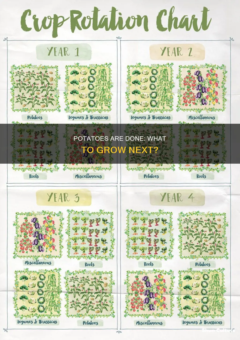 what to grow after potatoes australia